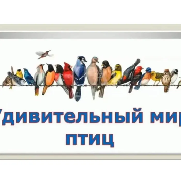 Удивительный мир птиц