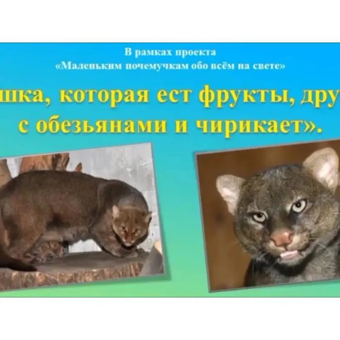 Кошка, которая ест фрукты, дружит с обезьянами и чирикает